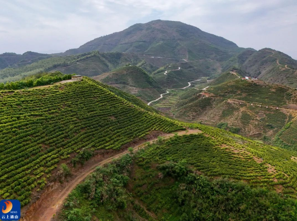 有关于 以茶促旅，以旅促茶！燕厦乡白茶文化节隆重举行  畅游通山 关注的内容(13)