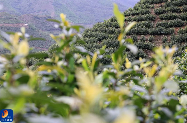 有关于 以茶促旅，以旅促茶！燕厦乡白茶文化节隆重举行  畅游通山 关注的内容(3)