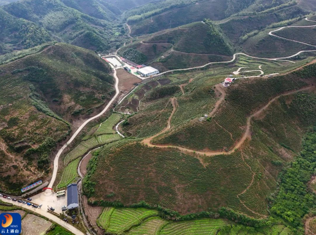 有关于 以茶促旅，以旅促茶！燕厦乡白茶文化节隆重举行  畅游通山 关注的内容