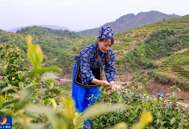 有关于 以茶促旅，以旅促茶！燕厦乡白茶文化节隆重举行  畅游通山 关注的内容(1)