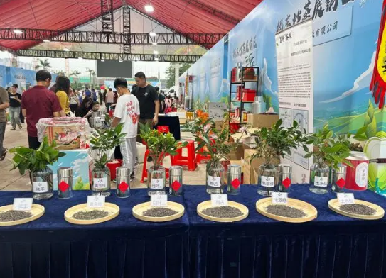 有关于打响“揭东炒茶”品牌！2024年揭东春茶文化节暨优质农产品展销会举行的最新消息(3)