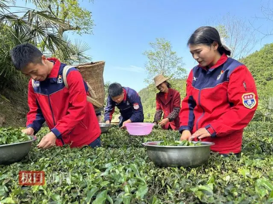 有关于中国石化9名党员组成志愿队，帮助恩施老乡采茶的内容