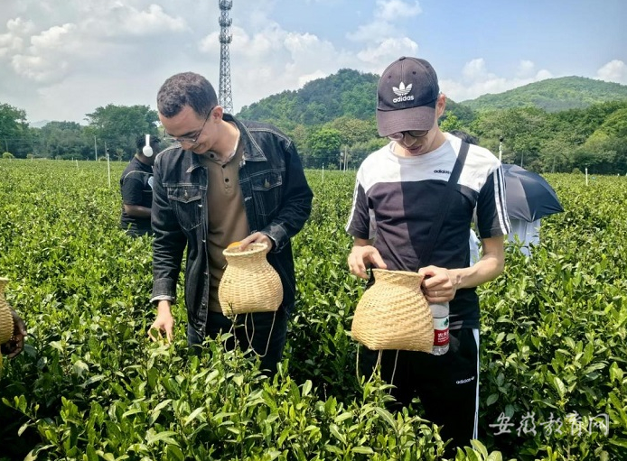 关于 安徽中医药大学留学生体验指尖上"中国功夫" 识茶 采茶 制茶 品茶的新闻(1)