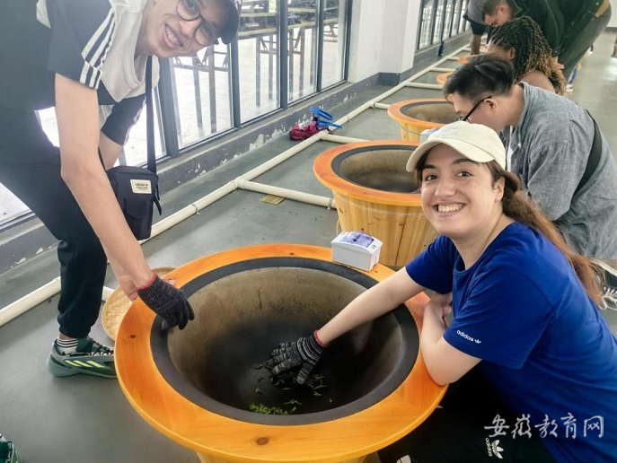 关于 安徽中医药大学留学生体验指尖上"中国功夫" 识茶 采茶 制茶 品茶的新闻(2)