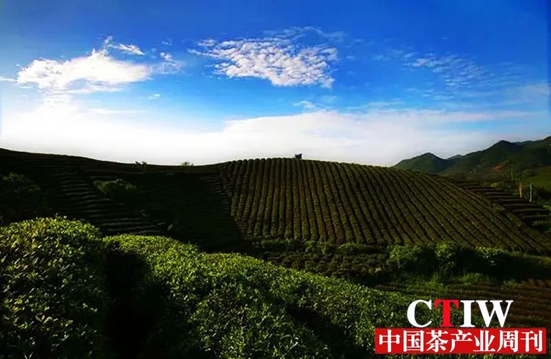 有关于河南信阳茶秀出“科技范儿”的新闻(1)