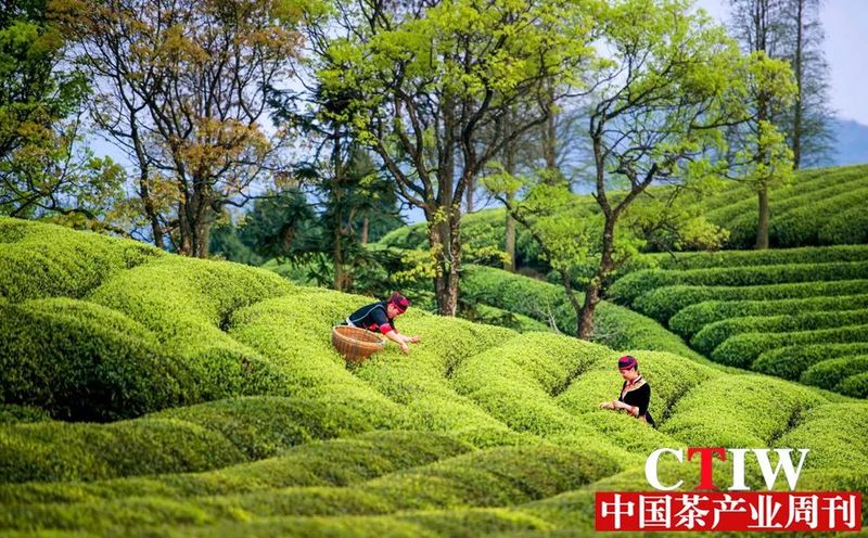 有关于河南信阳茶秀出“科技范儿”的新闻