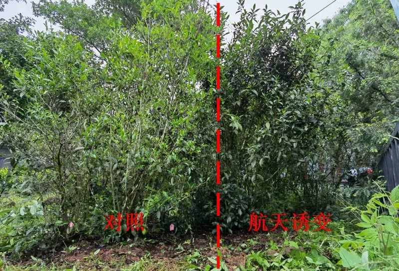 有关于筑梦苍穹！中国茶的太空征途的新闻(9)