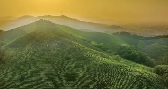 关于黄石第二届茶文化节即将启幕的相关信息