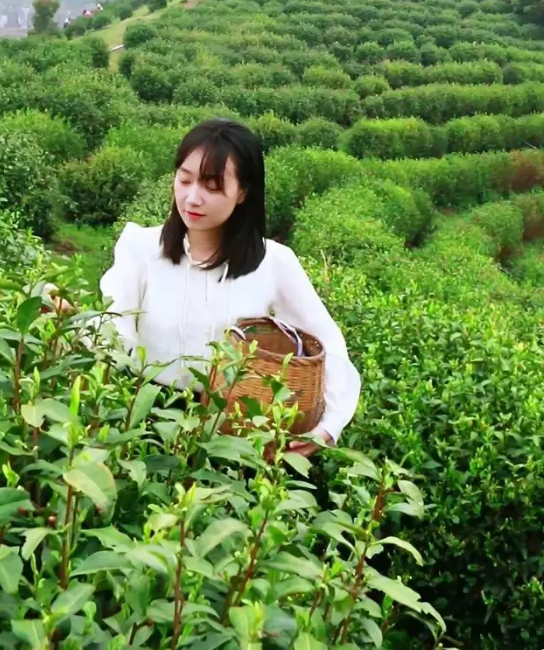 关于黄石第二届茶文化节即将启幕的相关信息(3)