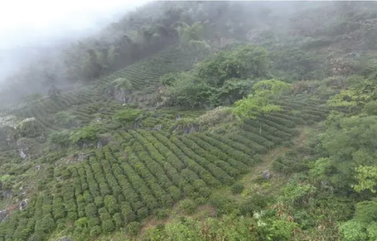 关于黄石第二届茶文化节即将启幕的相关信息(2)