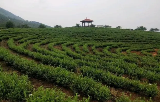 关于黄石第二届茶文化节即将启幕的相关信息(1)