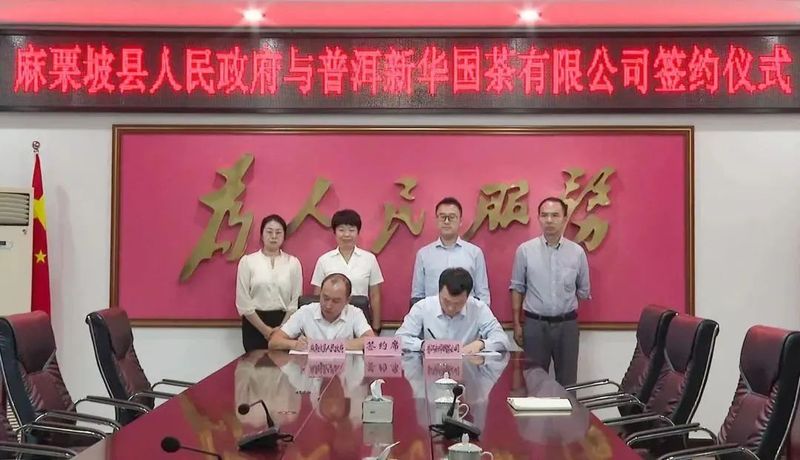 关于茶韵麻栗坡系列报道（二）麻栗坡茶：小小“绿叶子 ”鼓圆“钱袋子”的相关信息(6)