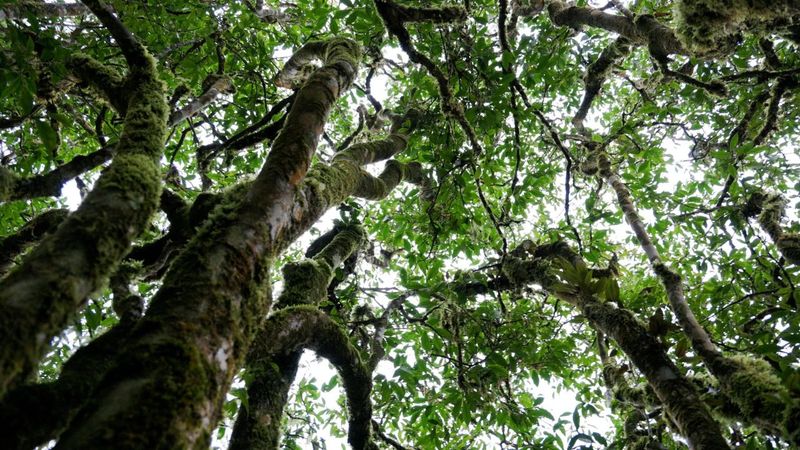 关于茶韵麻栗坡系列报道（二）麻栗坡茶：小小“绿叶子 ”鼓圆“钱袋子”的相关信息(4)