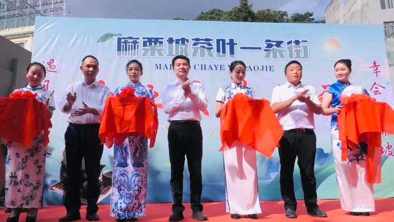 关于茶韵麻栗坡系列报道（二）麻栗坡茶：小小“绿叶子 ”鼓圆“钱袋子”的相关信息(8)