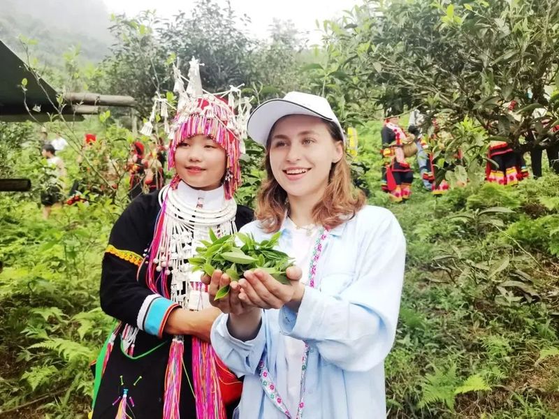 关于茶韵麻栗坡系列报道（二）麻栗坡茶：小小“绿叶子 ”鼓圆“钱袋子”的相关信息(5)