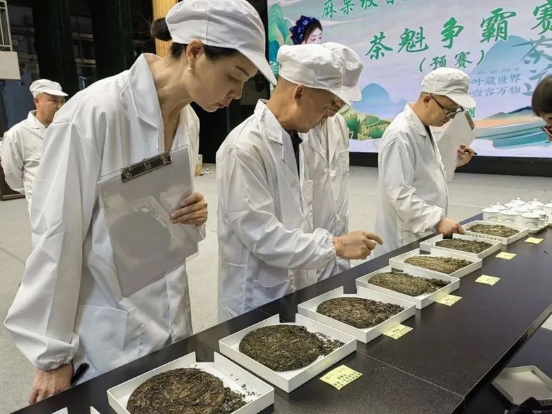 关于茶韵麻栗坡系列报道（二）麻栗坡茶：小小“绿叶子 ”鼓圆“钱袋子”的相关信息(2)