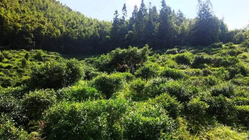 关于茶韵麻栗坡系列报道（二）麻栗坡茶：小小“绿叶子 ”鼓圆“钱袋子”的相关信息(1)