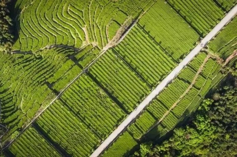 关于宁德福鼎：“检察+知产”，共护白茶产业高质量发展的消息(4)