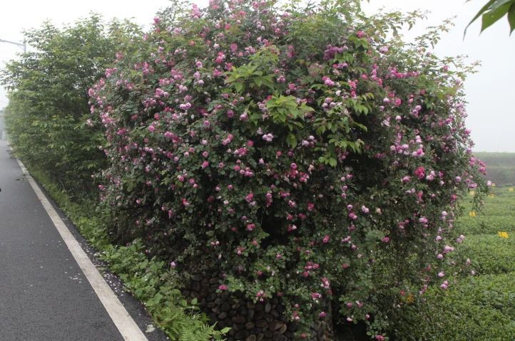 关于宁德福鼎：“检察+知产”，共护白茶产业高质量发展的消息(2)