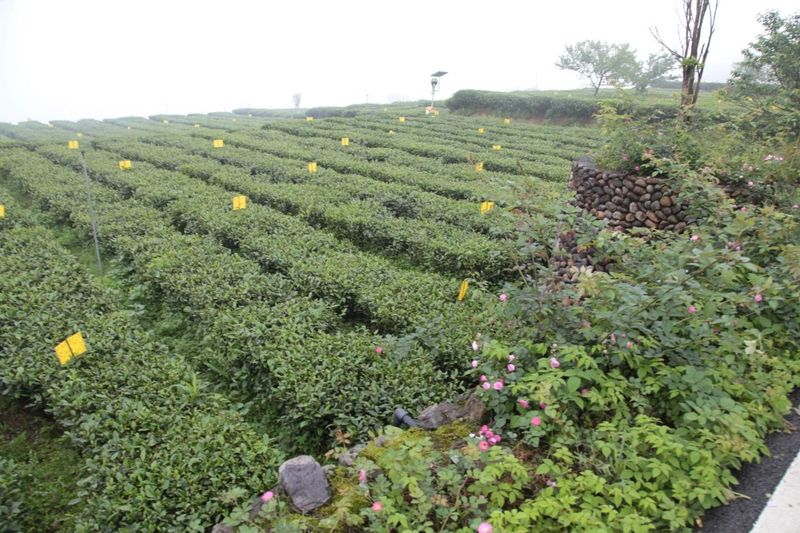 关于宁德福鼎：“检察+知产”，共护白茶产业高质量发展的消息(12)