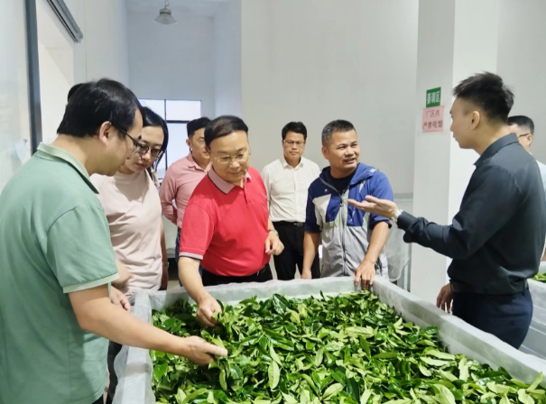 关于广东省农科院专家下乡为陆河茶产业支招的消息(1)