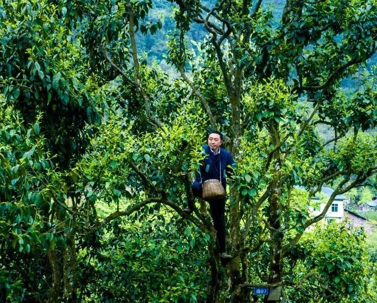 关于南川最古茶树龄2700岁 古树茶产业化助力乡村振兴的相关信息(3)