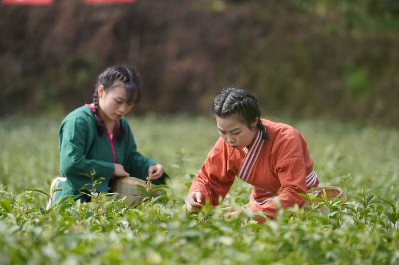 有关于贵州金沙贡茶公司：延链补链做强茶产业的新闻(1)