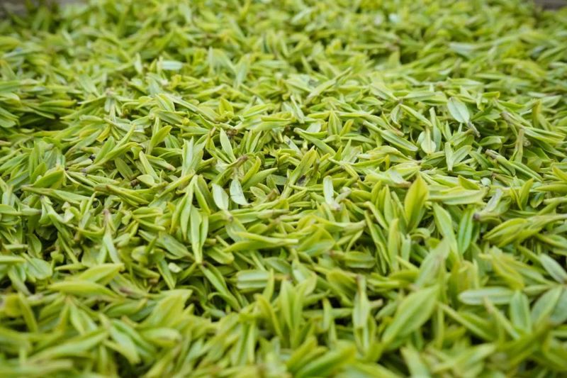 有关于贵州金沙贡茶公司：延链补链做强茶产业的新闻