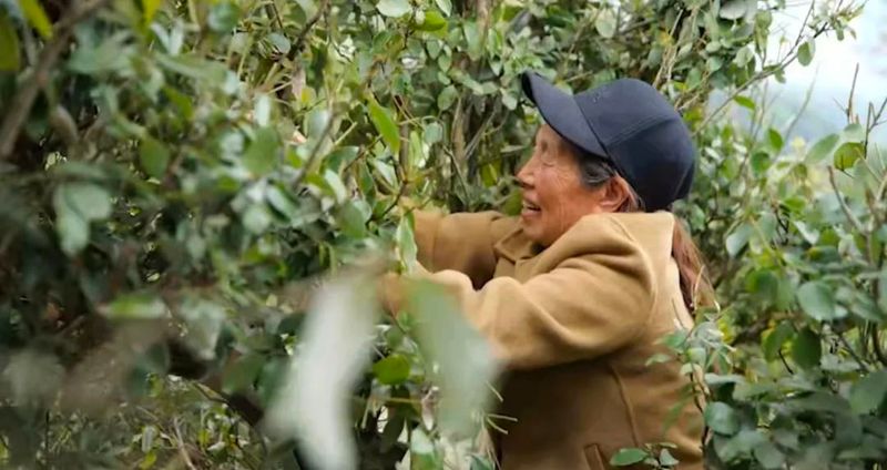 关于巫溪老鹰茶带动群众增收致富的信息