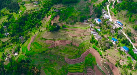 关于巫溪老鹰茶带动群众增收致富的信息(1)