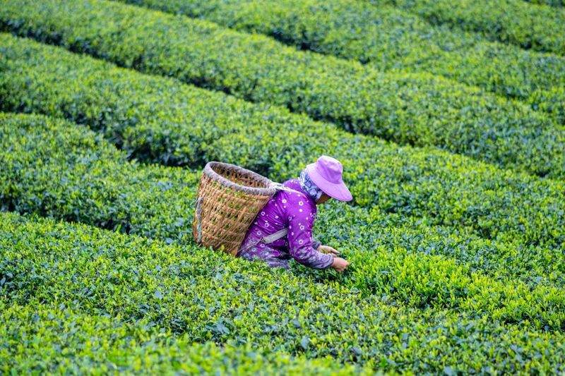 有关于沐川“质”干劲 “认养”新模式为茶产业发展注入新活力的内容(1)