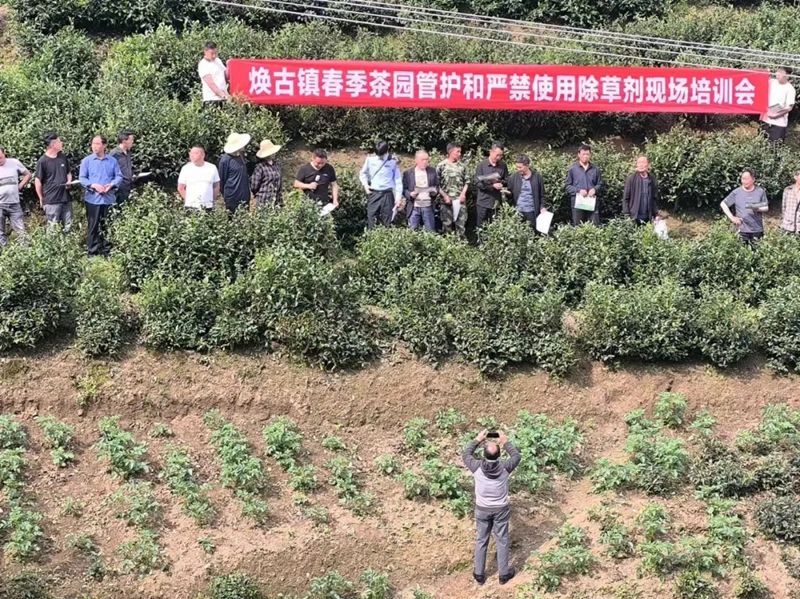 有关于紫阳县焕古镇：从源头上为“干净茶、放心茶”护航！的内容(1)