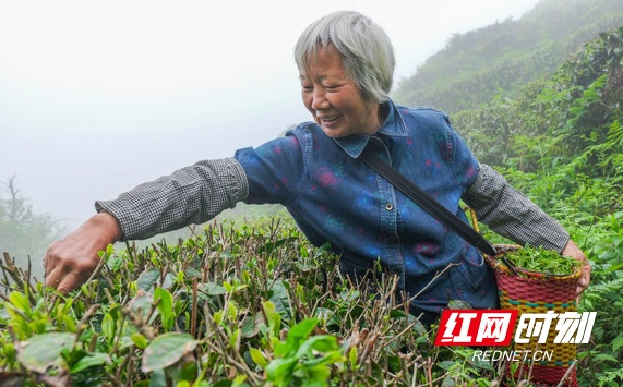 关于湖南南岳:云雾深处茶飘香 谷雨时节采茶忙的资讯