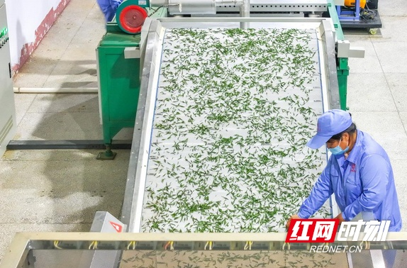 关于湖南南岳:云雾深处茶飘香 谷雨时节采茶忙的资讯(3)