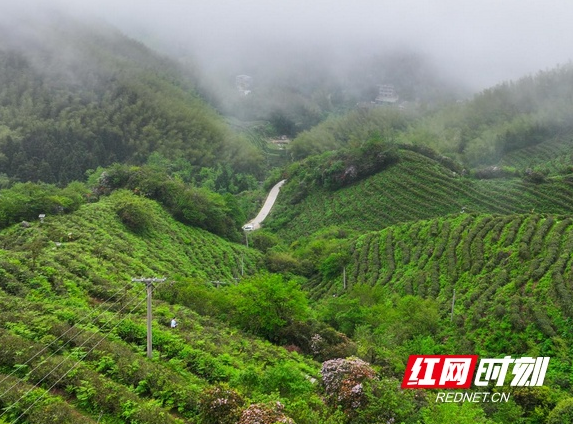 关于湖南南岳:云雾深处茶飘香 谷雨时节采茶忙的资讯(4)