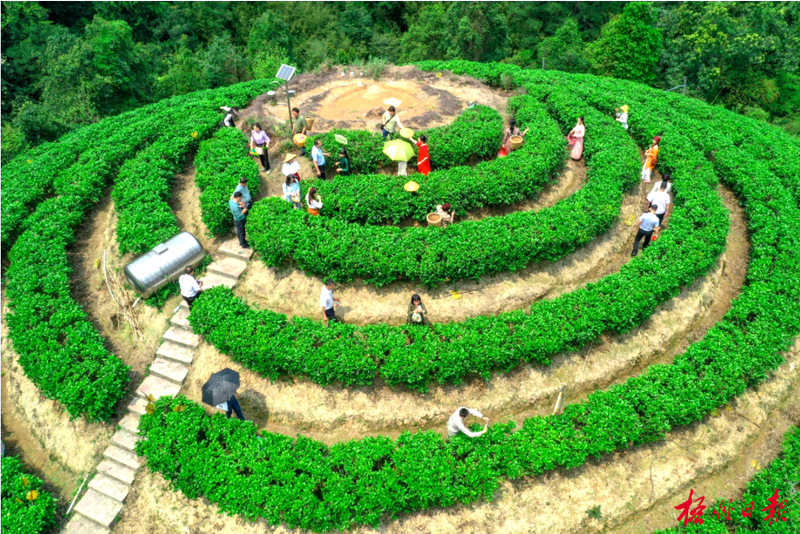 有关于梧州六堡茶首次通过中欧班列走进法国的内容(1)