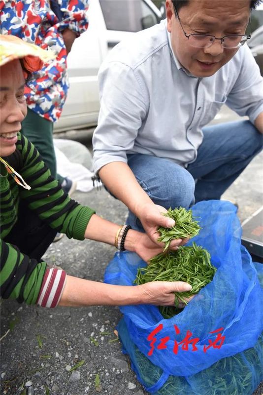 关于湖南湘西保靖：茶山茶路，长出“茶市”的内容(3)