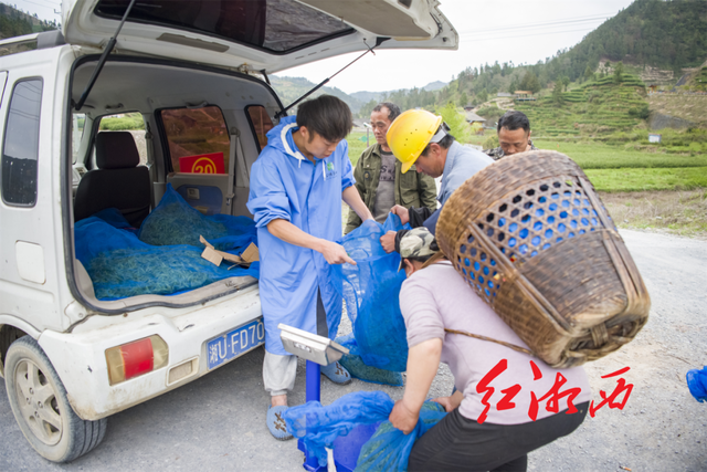 关于湖南湘西保靖：茶山茶路，长出“茶市”的内容(7)