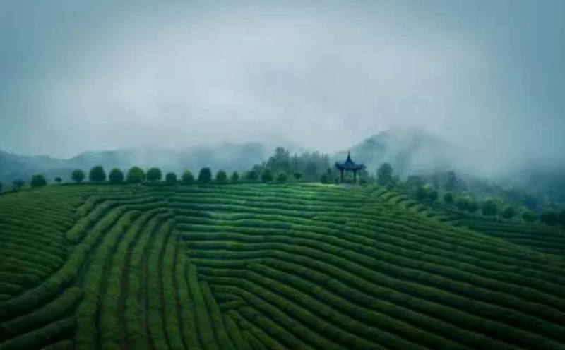 有关于“婺源绿茶”入选“中国好绿茶大会推荐区域公用品牌”的信息(2)