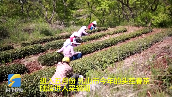 关于乳山市1.8万亩露天茶园进入采摘期的相关信息