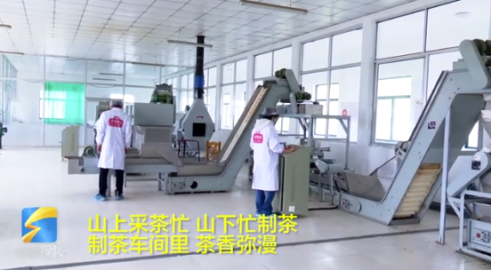 关于乳山市1.8万亩露天茶园进入采摘期的相关信息(2)