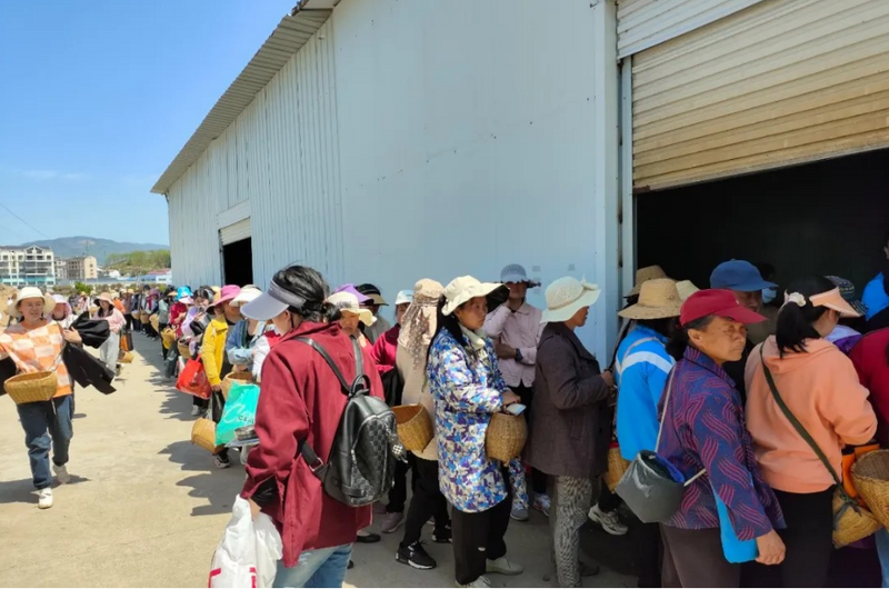 关于英山：“采茶红娘”为茶企解忧的信息(1)