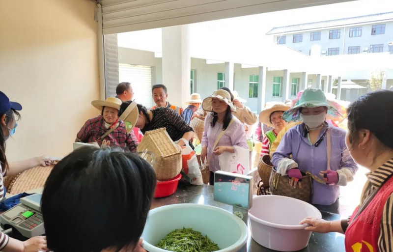 关于英山：“采茶红娘”为茶企解忧的信息(2)