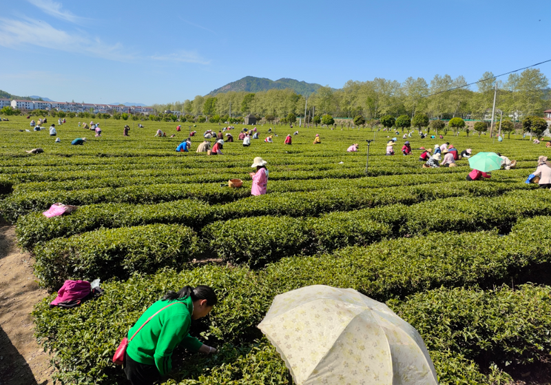 关于英山：“采茶红娘”为茶企解忧的信息