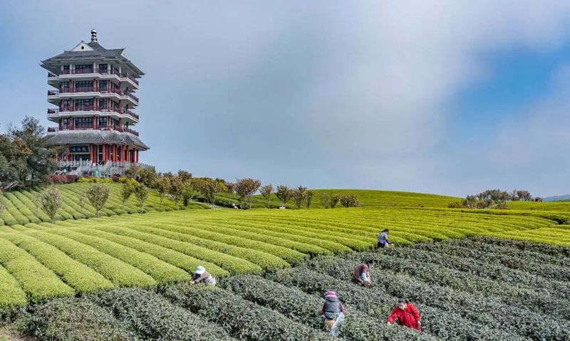 关于聚焦茶博会,湄潭茶的“质”与“新”的新闻