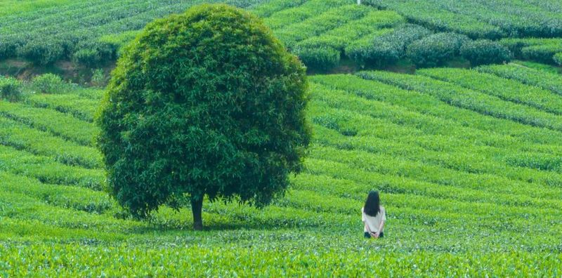 关于聚焦茶博会,湄潭茶的“质”与“新”的新闻(1)