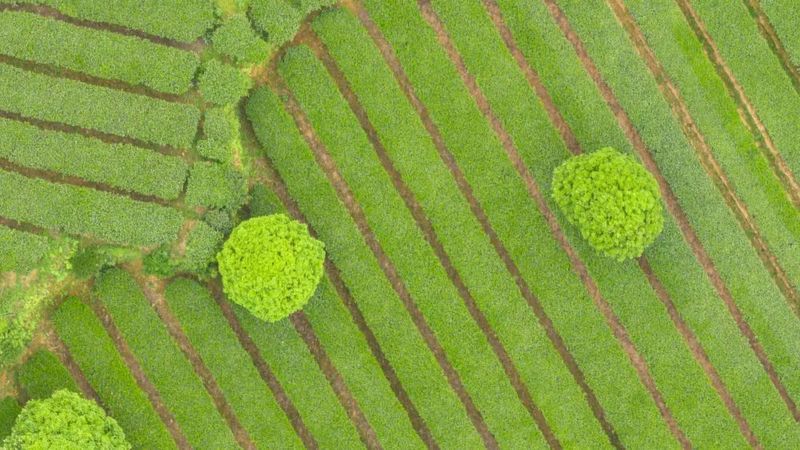 关于聚焦茶博会,湄潭茶的“质”与“新”的新闻(2)