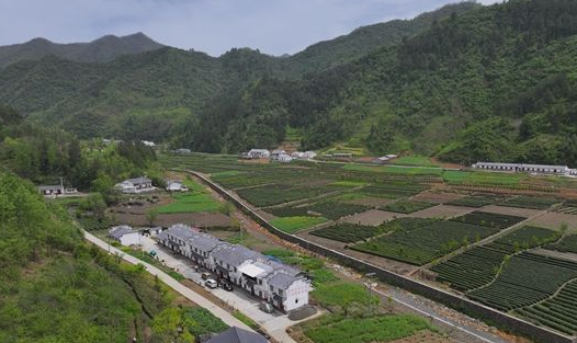关于秦巴山腹地的文峪河村飘出馥郁茶香的内容