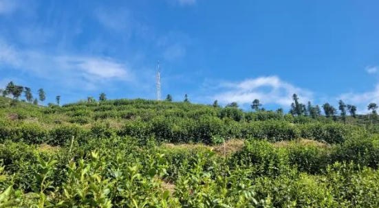 有关于茶叶综合气象指数保险为富阳茶农撑起“保护伞”的相关信息(1)