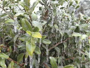 有关于茶叶综合气象指数保险为富阳茶农撑起“保护伞”的相关信息